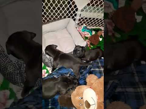 Puppies Playing 4 Weeks Old | Normal or Aggressive?