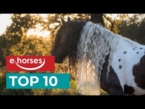 Top 10 most beautiful horse breeds