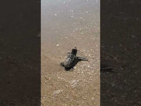 Floridana / Florida Sea Turtle Baby