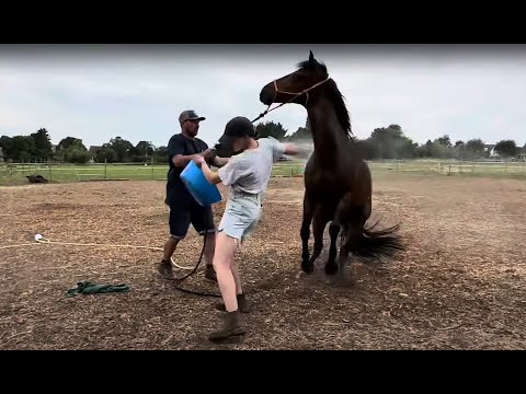 My New Horse Is Terrified!! How Can I Move Forward??