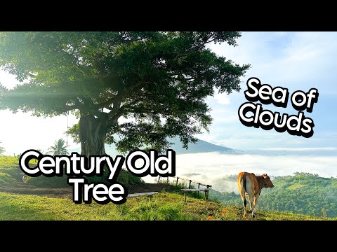 Century Old Balete Tree and Sea of Clouds | Philippines Travel Vlog | Honda ADV 160