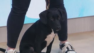 North Shore Animal League introduces pups ready to be adopted