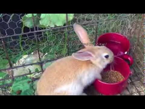 Cute flemish bunny rabbits: mom & 3 small bunnies