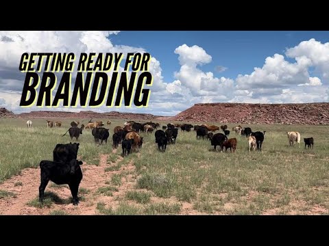 Moving Cows | Snake Encounter | Finishing Our Summer Project #jheart