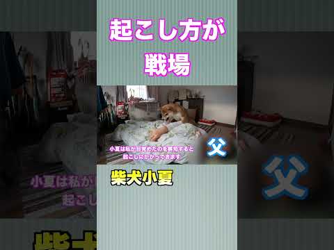 起こし方が戦場な柴犬