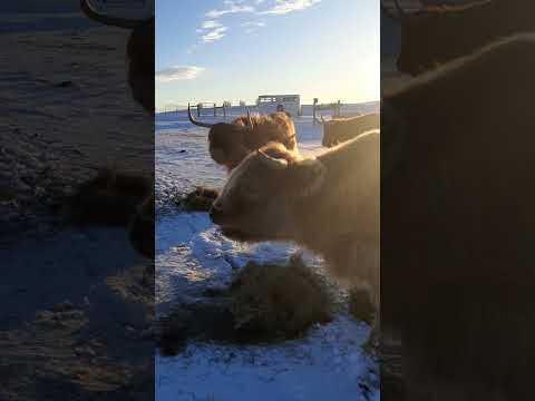 Are you guys sick of winter yet? #colorado #highlandcows #ranching