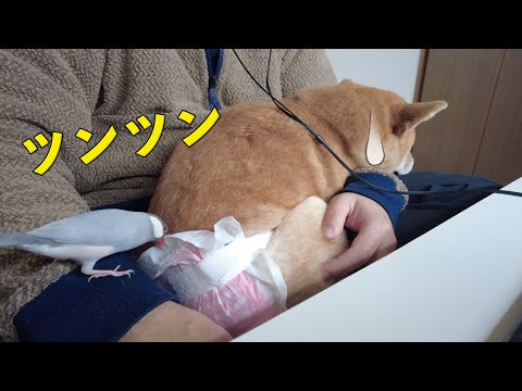 オムツを文鳥にツンツンされても動じない　柴犬小夏　しあわせの村散歩　GoProHERO10＆DJI POCKET2