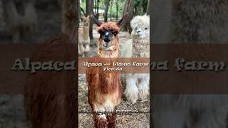 EXPLORE: Alpaca and Llama Farm in Florida