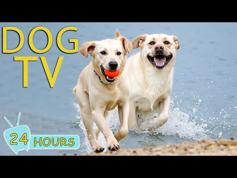 DOG TV: Video Entertainment & Anti-Stress for Dogs - Music Keep Your Dogs Calm While Home Alone