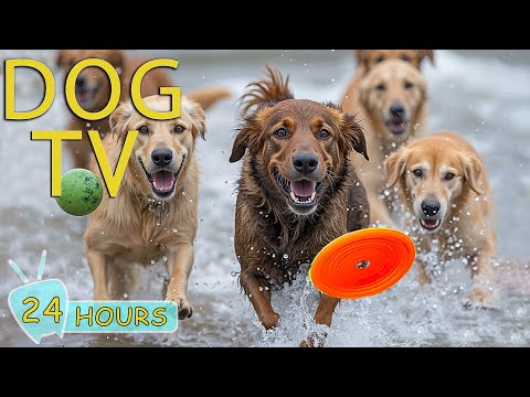 DOG TV for Dogs to Watch: Video to Prevent Anxiety & Keep Dog Entertain a Home Alone - Music for Dog