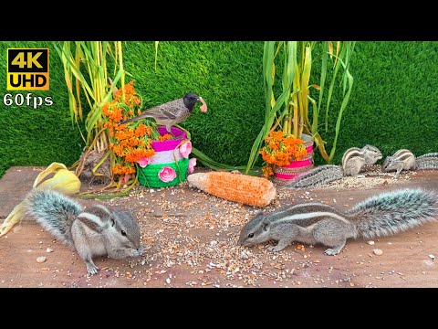 Cat TV for cats to watch😺 | Squirrels🐿 & Birds, 2 hour 60FPS || Squirrels Fun & Play