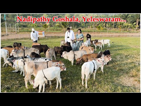 Nadipathy cattle | 1 -2 Feet Height | #youtube #animals #cow #youtubeshorts #yt #indiancattle