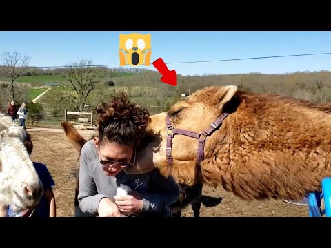 Funny and Entertaining: When Animals Unexpectedly Attack Humans - Top list of moments.