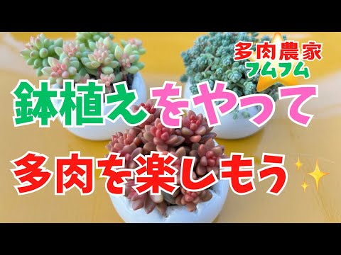 【多肉植物】鉢を作って楽しく植え替えていきま〜す✨