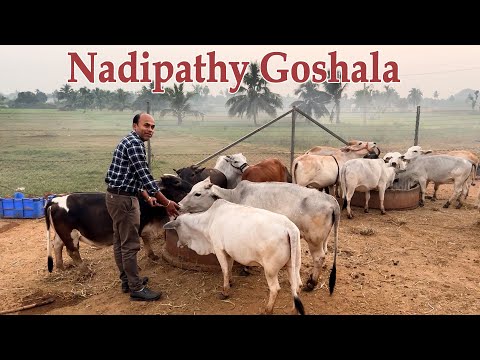 Nadipathy goshala cattle | #youtube #animals #cow #youtubeshorts #yt #indiancattle