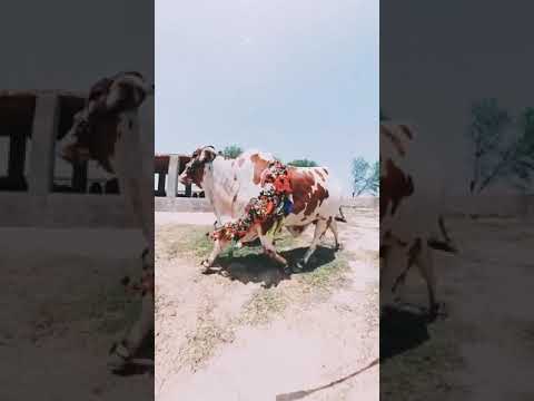 beautiful cow tiktok(3)