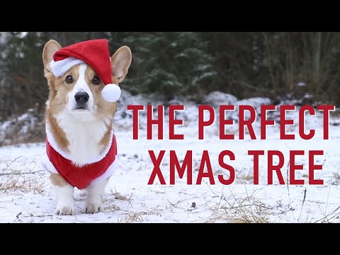 GETTING A TREE! - Topi the Corgi