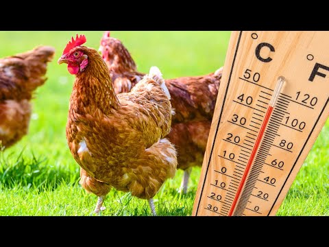 Ultimate Guide to Keeping Chickens in Summer Heat