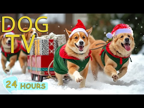 DOG TV CHRISTMAS: Video Christmas Eve for Dogs Watch - Cozy Video & Relaxing Music to Calm Your Dogs