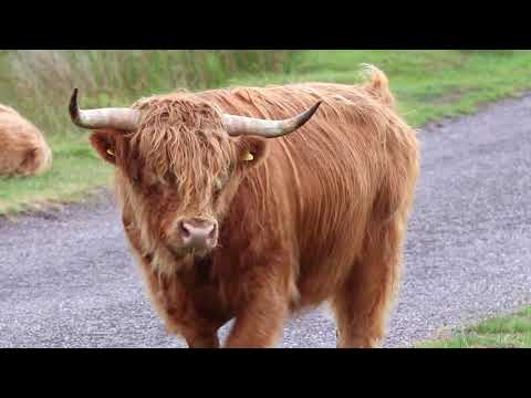 Highland Cows Mooing