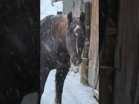 Feeding the horses in a blizzard 🥶