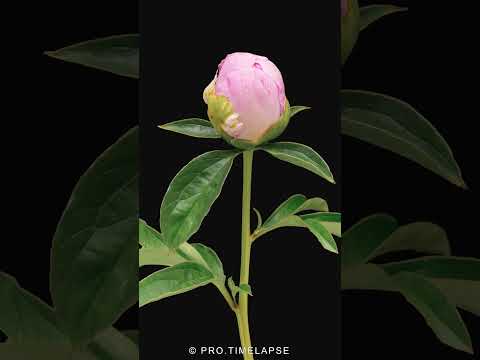 TIME LAPSE: PEONY FLOWER BLOOMING #shorts