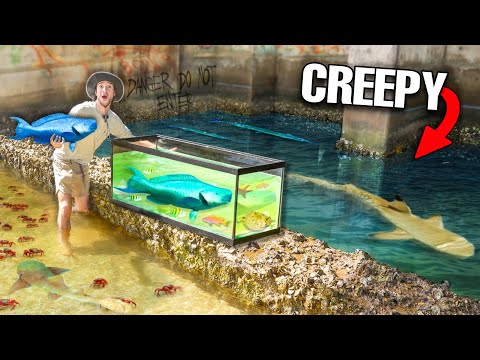 Building a CREEPY TIDE POOL AQUARIUM Filled With TONS Of WILD FISH!