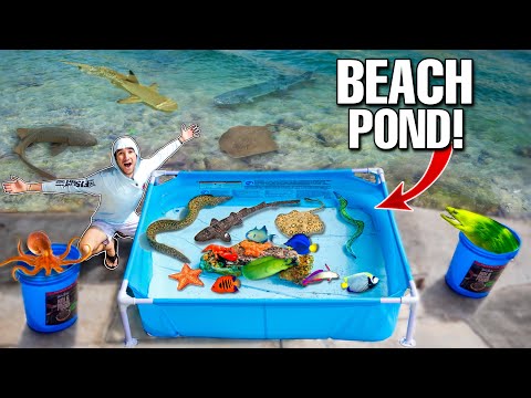 SALTWATER BEACH POND With SEA CREATURES Found In Beach Rocks!