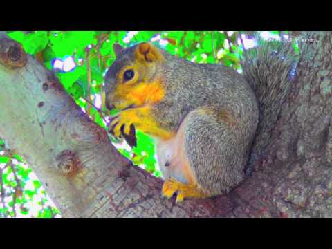 Cute squirrel in tree, eating