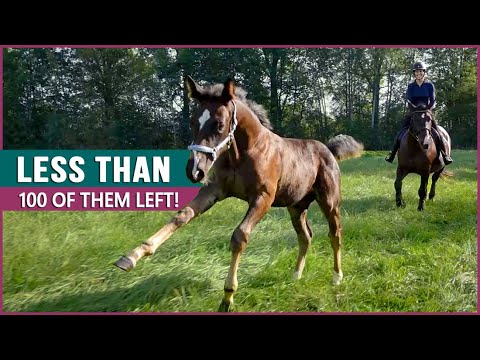 Equestrian Rides the Endangered Rottaler Horse in Germany!