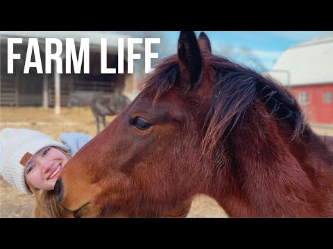 Cozy Winter days on the Small Farm