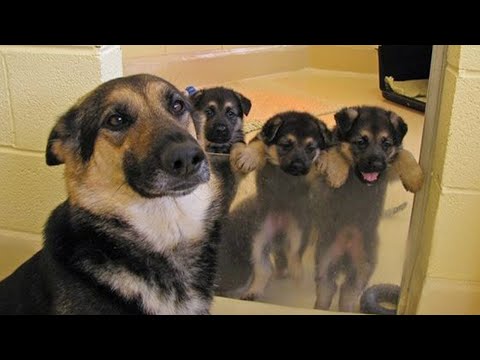 Funny and Cute German Shepherd Puppies Compilation   Puppy Videos