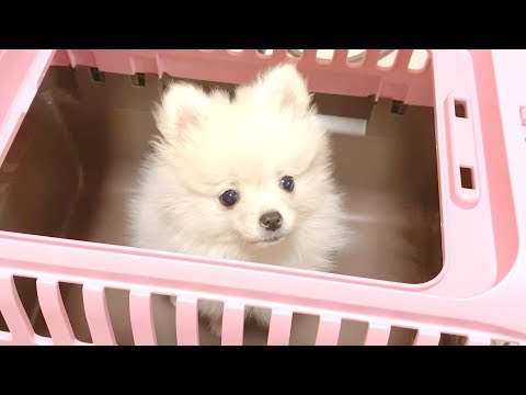 生後2ヶ月もこもこポメラニアンの子犬をお迎えしました🐶初日の様子【ぽこあぽこ】First Day With Our New Puppy!