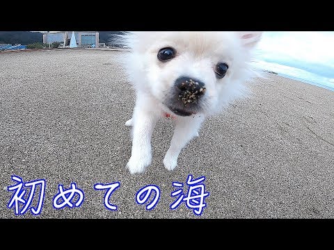 生後4ヶ月の子犬と初めての海！興奮して砂まみれ❤️ぽこあぽこ