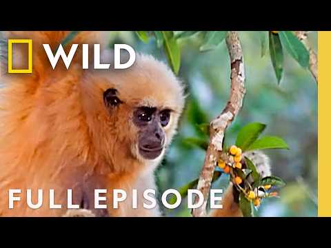 Thailand's Wild Creatures (Full Episode) | The Living Edens | Nat Geo Animals