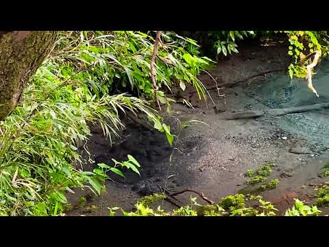 森の中の湧水