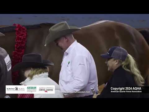 Aged Geldings - 2024 AQHA World Championship Show