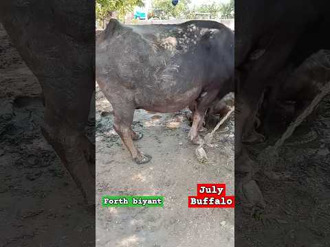 forth biyant buffalo kaisi dikhati hai