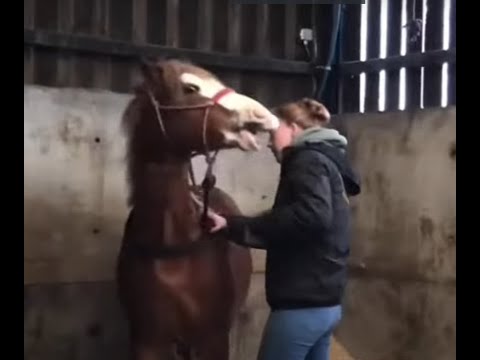 Uncontrollable little stallion bites everybody!