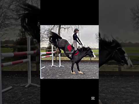 Cobs🔥 #showjumping #edit #cobs