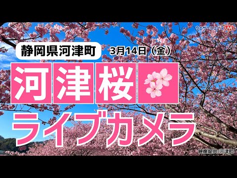 【桜ライブカメラ】河津桜／「静岡県河津町」ライブカメラより/Cherry Blossom Live Camera　 2025年3月14日(金)  #桜  #さくら #河津桜