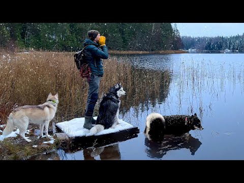 Dog's Reaction to a Mysterious Voice in the Forest | Hiding From Husky During a Walk