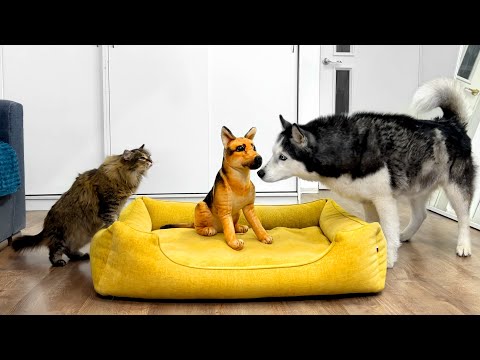 Funny Reaction of Dogs and Cats to Fake German Shepherd Puppy