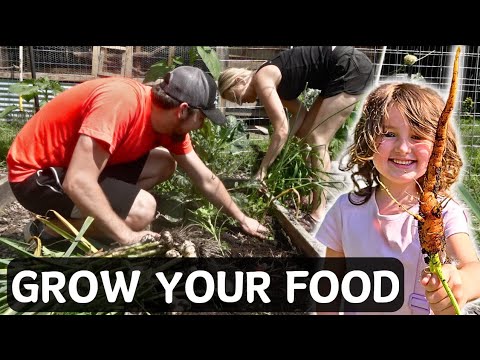 Can We AVOID The GROCERY STORE (2.5 Acre Homestead)