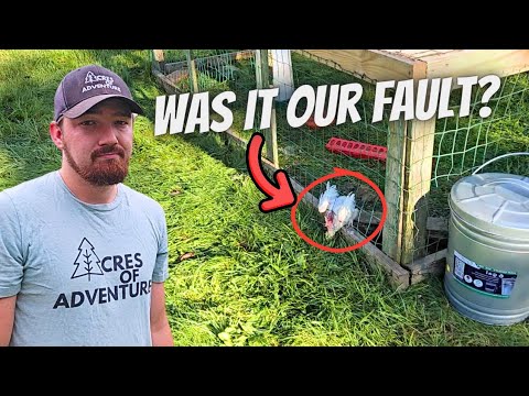 This Chicken Tractor Is Killing Our Chickens