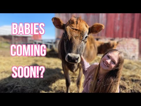 WHICH FARM ANIMALS ARE PREGNANT THIS YEAR?! 2024