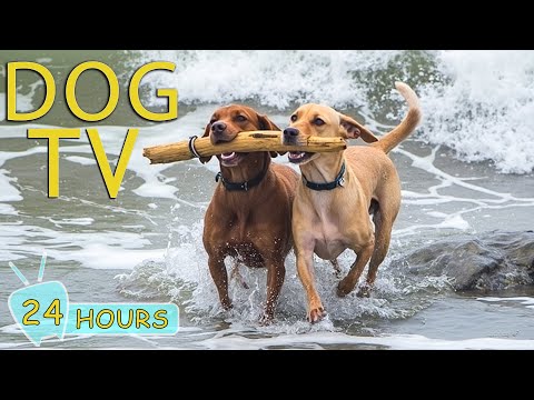 DOG TV: Video All-Day Entertain Anti-Anxiety for Dogs - Best Music Relax for Dogs When Home Alone