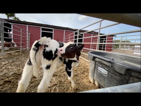 CUTEST BABY ANIMALS | Happy Baby Cow jumps, dances & plays |  FARM ANIMALS VIDEO FOR KIDS