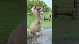 Cute Alpaca LOVES Taking a Shower!