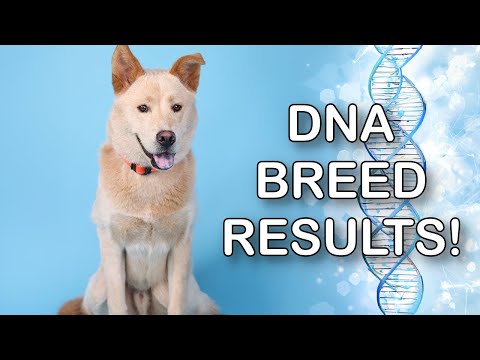 Shelter Dog Pumpkin DNA Test Results LIVE 🔴 - Can You Guess